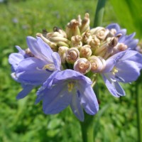 <i>Pontederia hastata</i>  L.